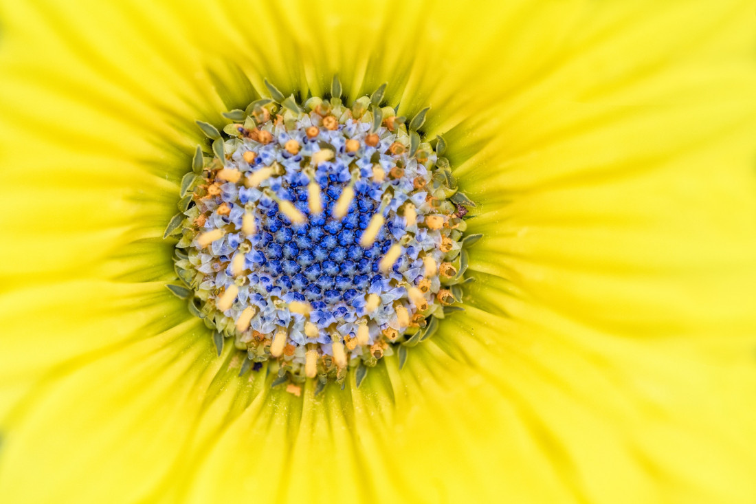 Sara Ghedina 2 Photo-Image