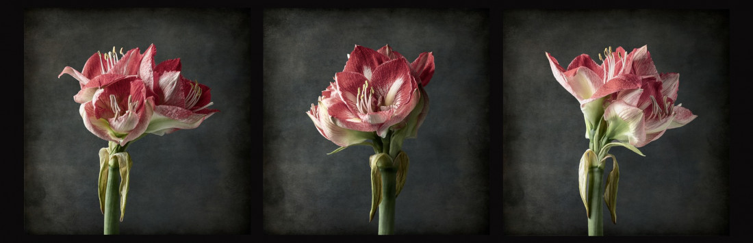 Sara Ghedina 2 Photo-Image