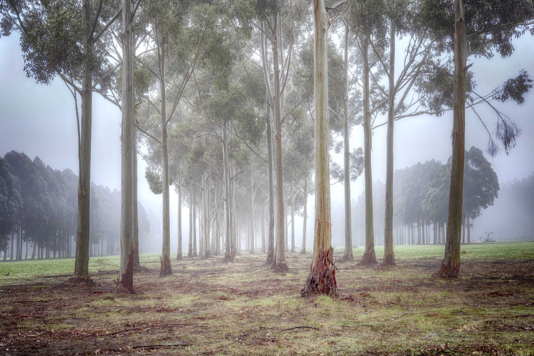 Neil Edwards Photo-Image