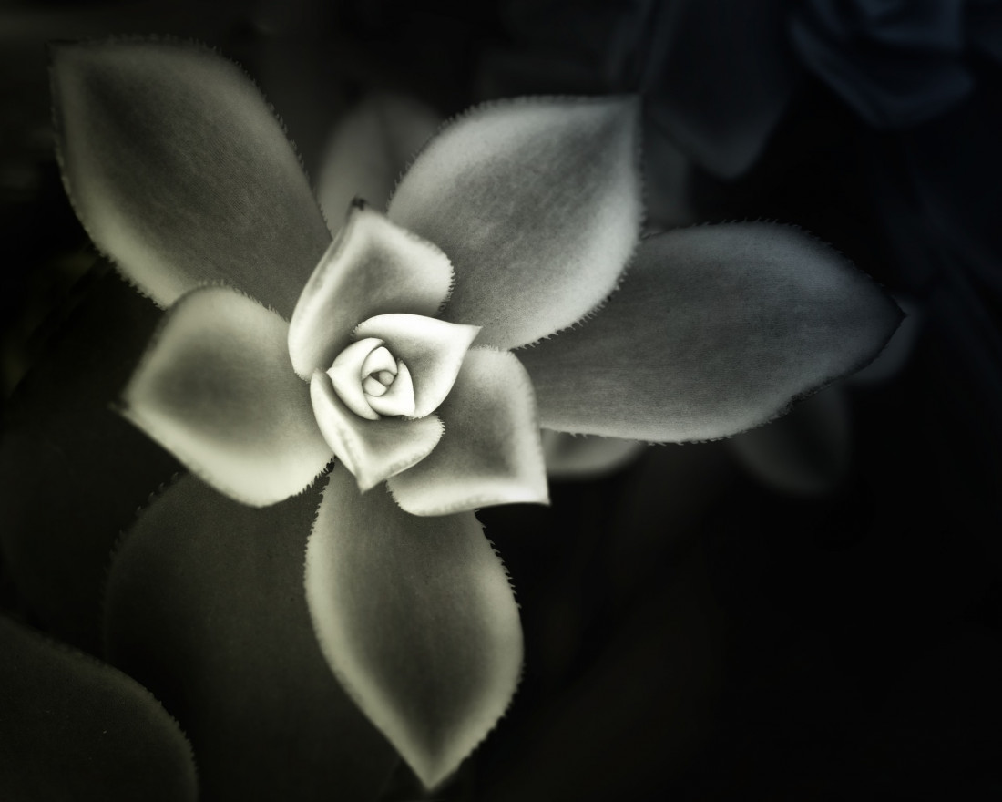 Sara Ghedina 2 Photo-Image