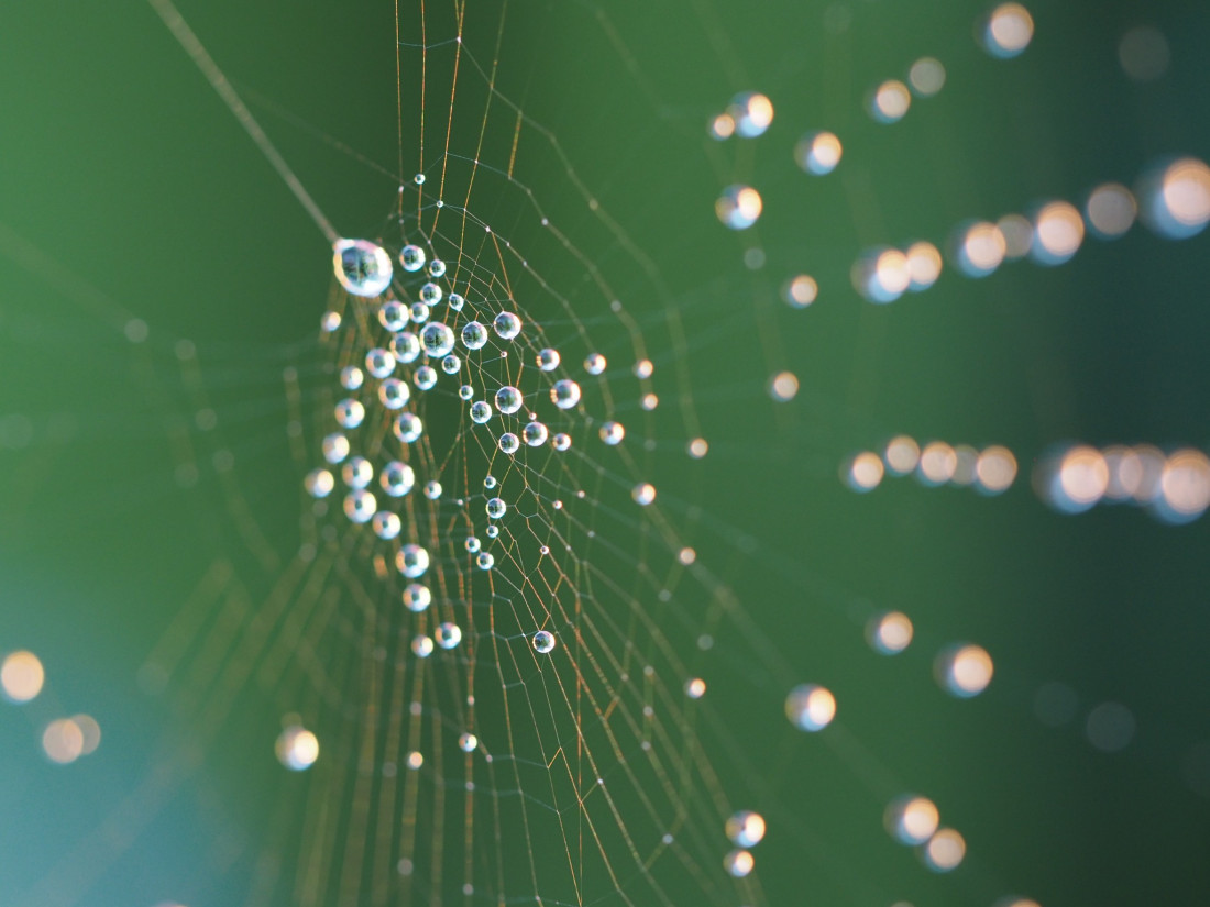 Niko Lohmann Photo-Image