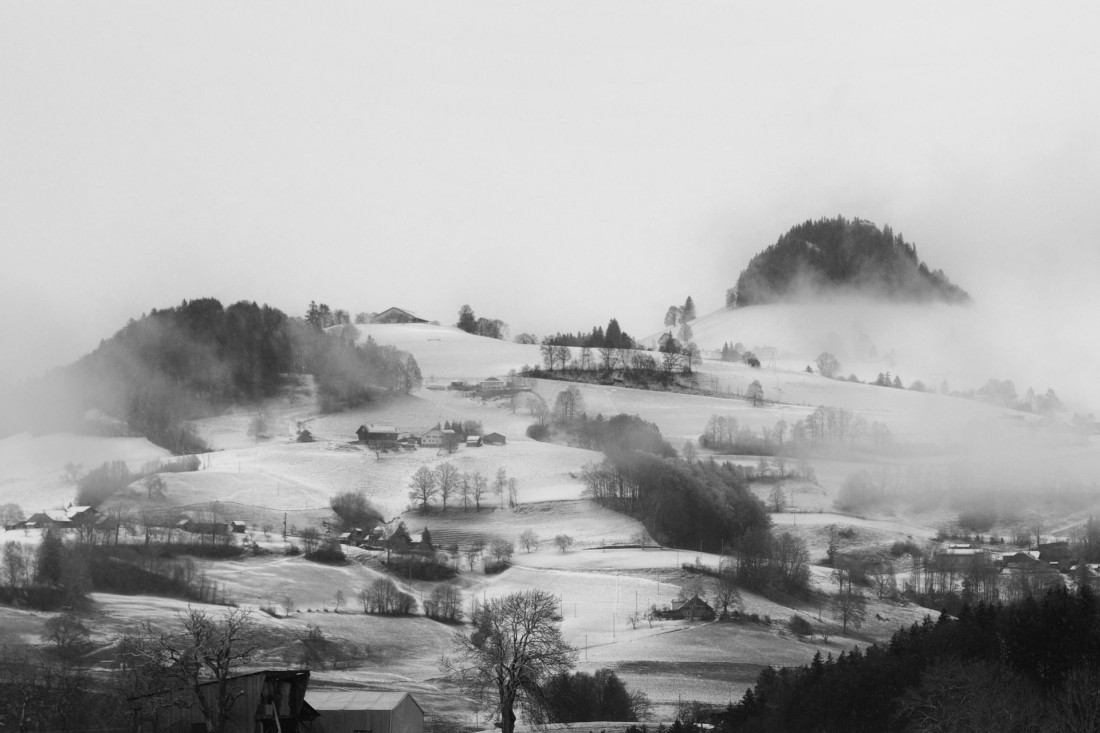 Under The Sign Of The White Rose Photo-Image