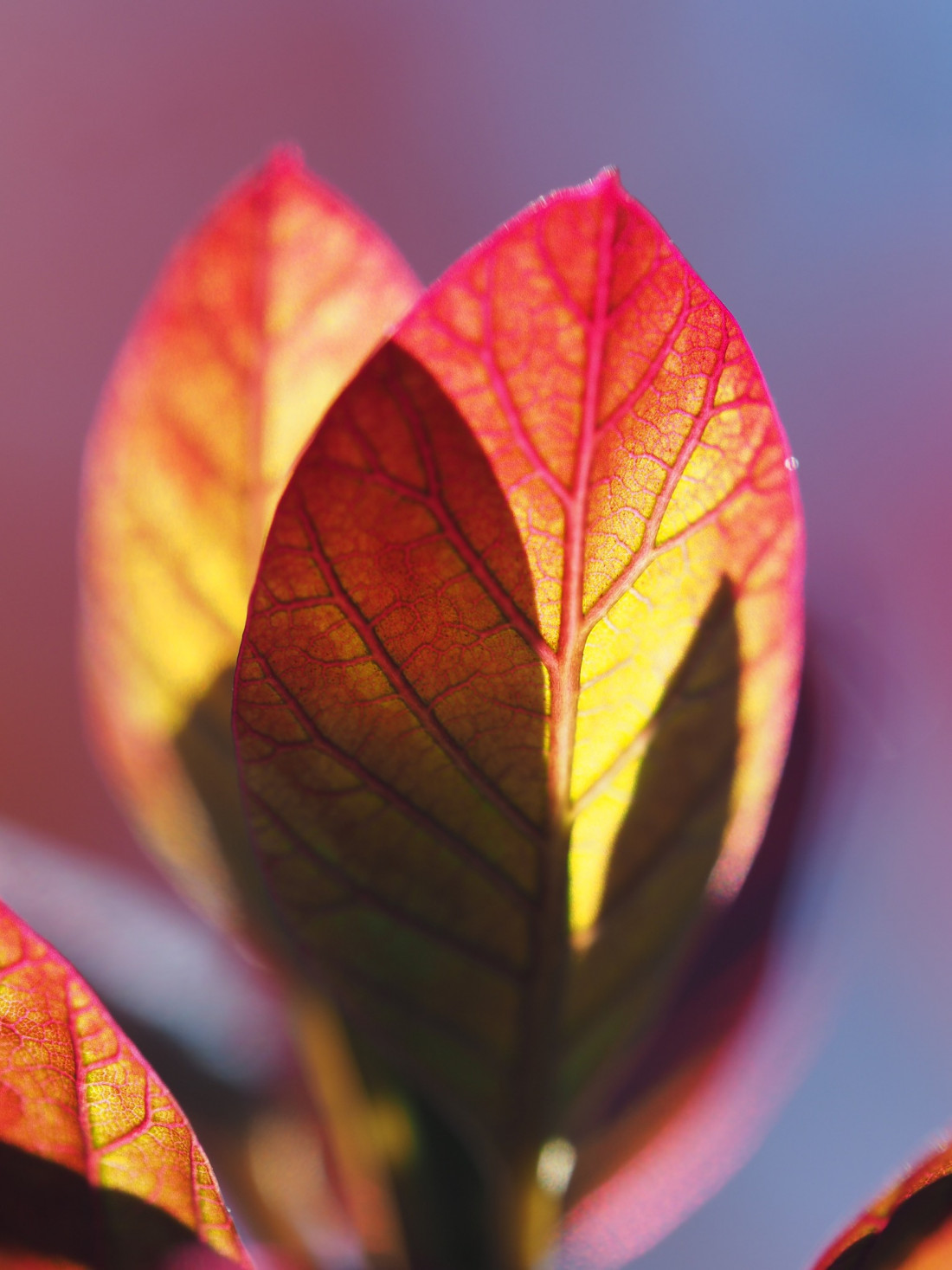 Niko Lohmann Photo-Image