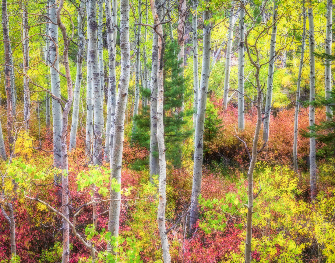 optimalfocusphotography Photo-Image