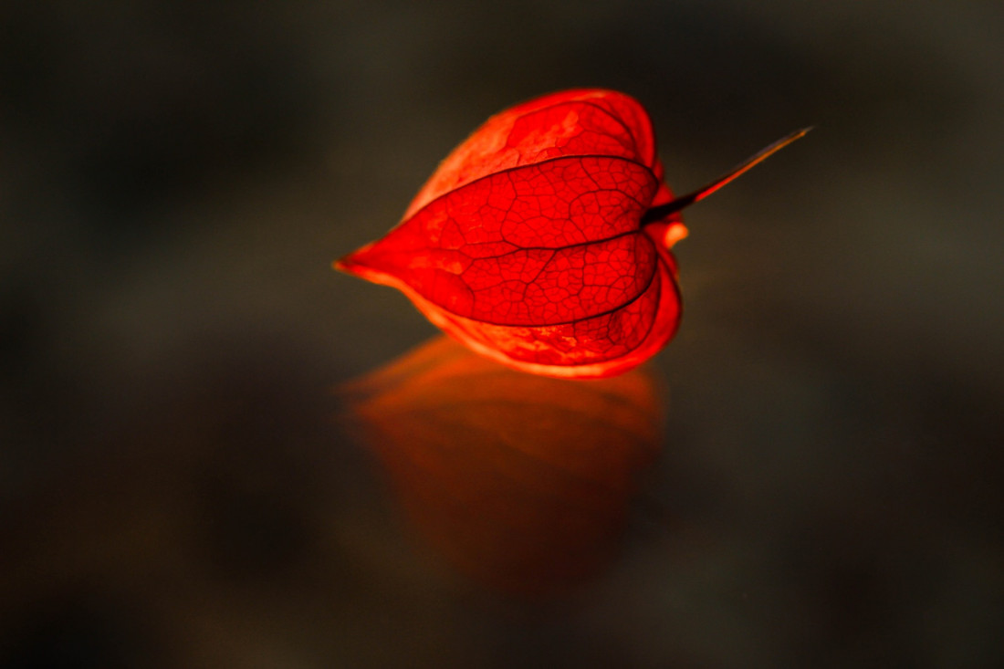 Sylvia Furrer Photo-Image