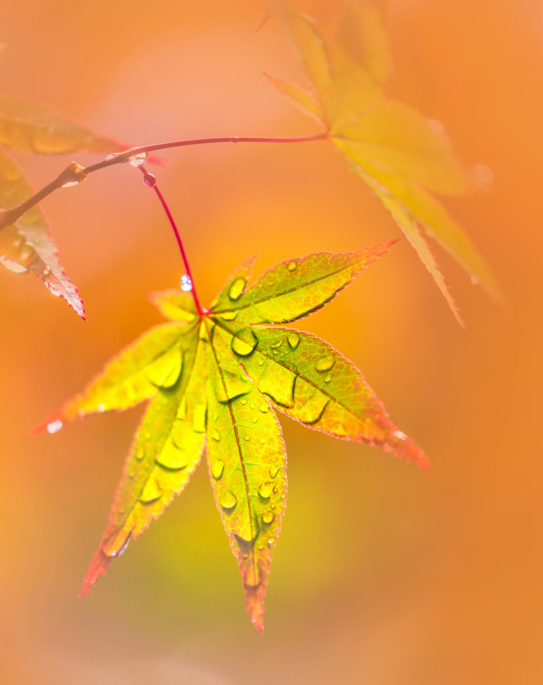 optimalfocusphotography Photo-Image