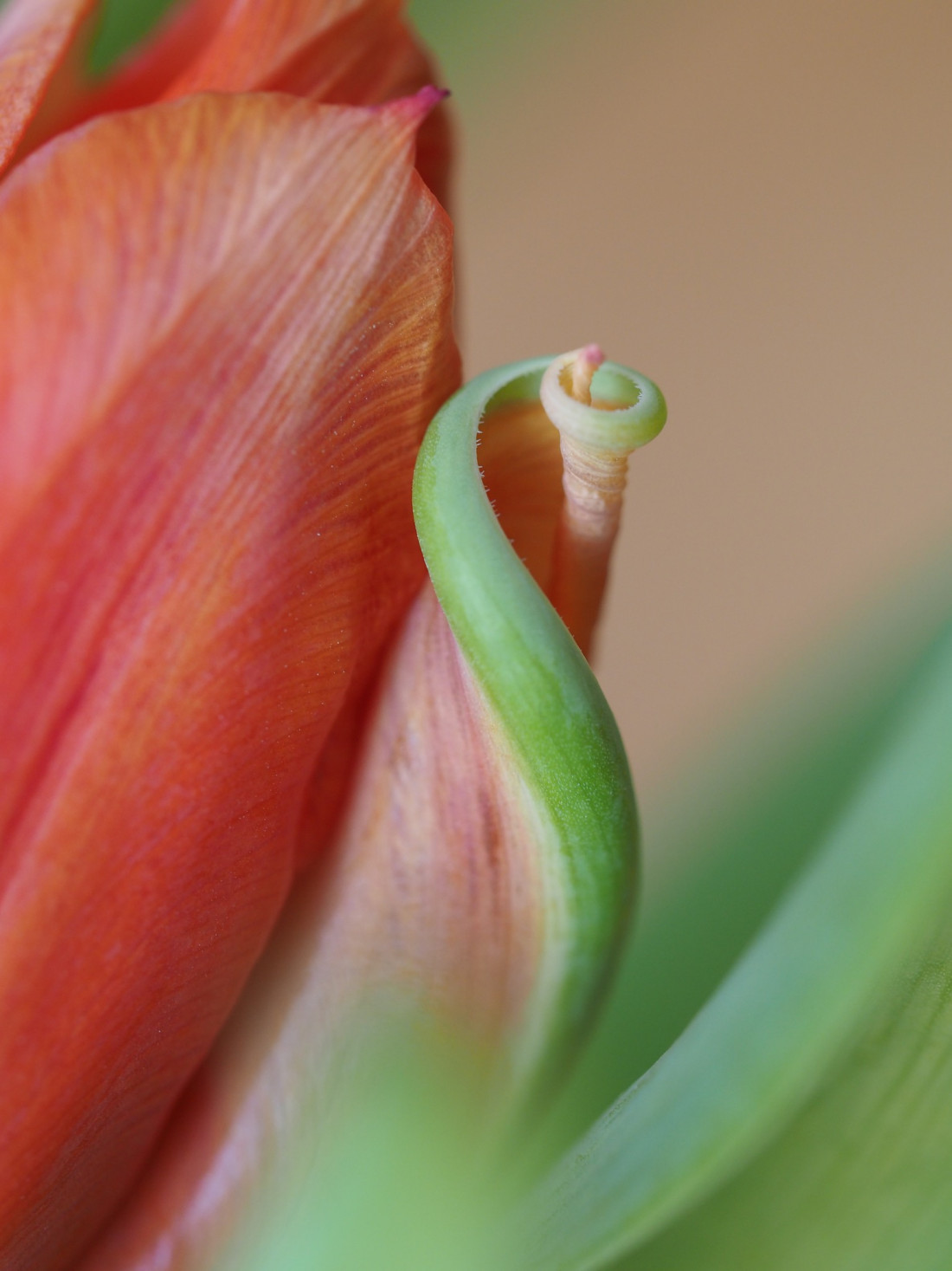 Niko Lohmann Photo-Image