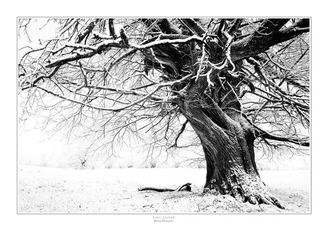 Under The Sign Of The White Rose Photo-Image