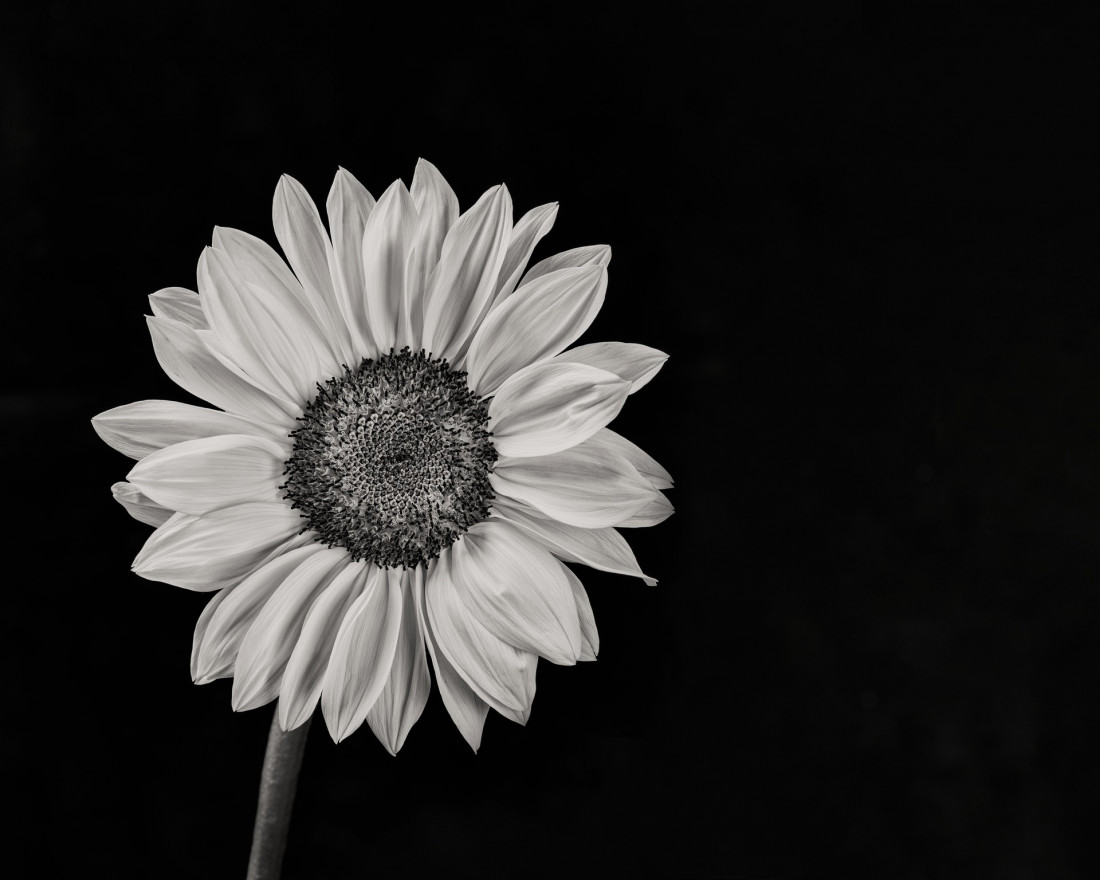 Sara Ghedina 2 Photo-Image