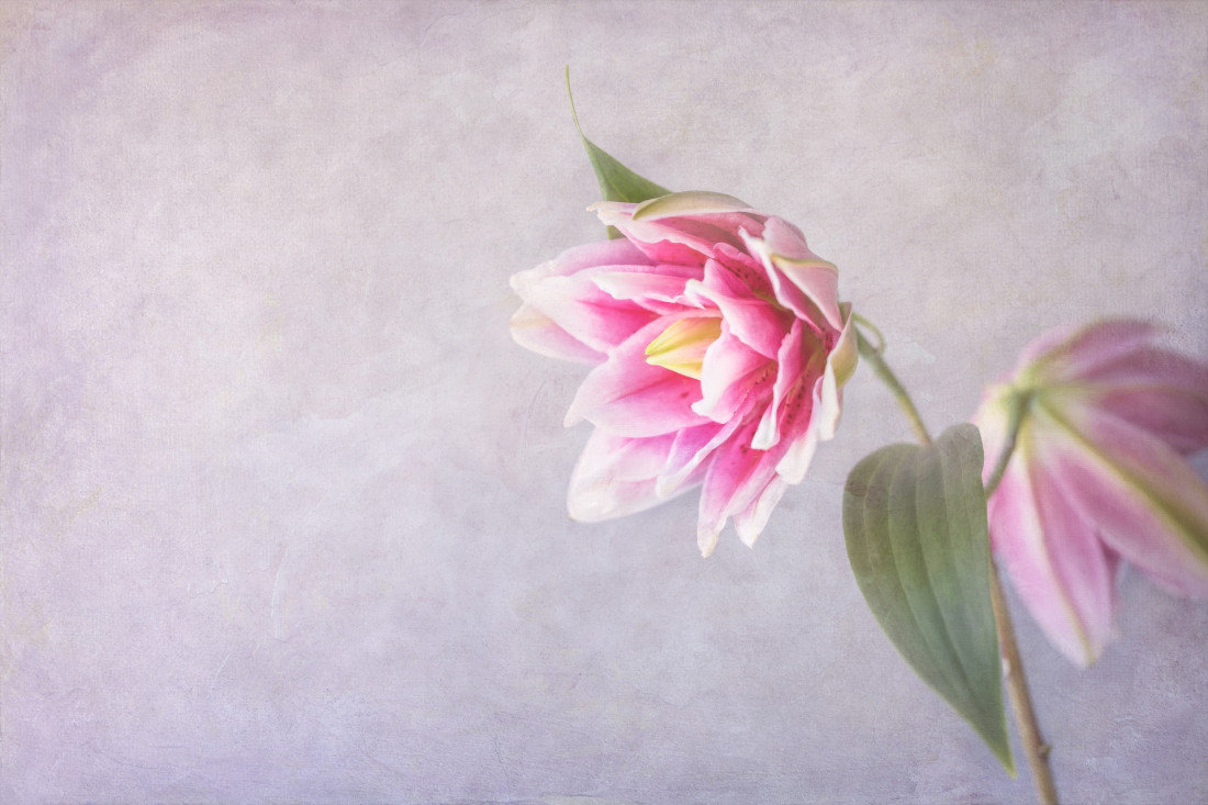 Sara Ghedina 2 Photo-Image