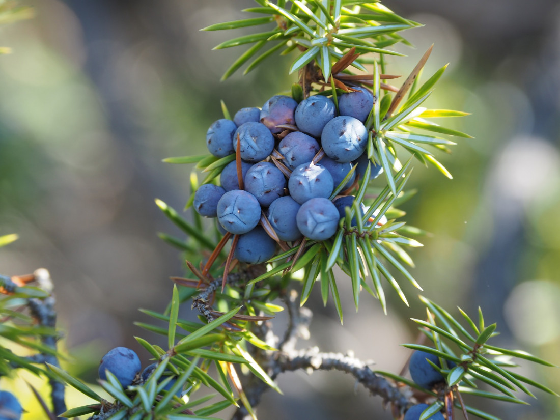 Niko Lohmann Photo-Image