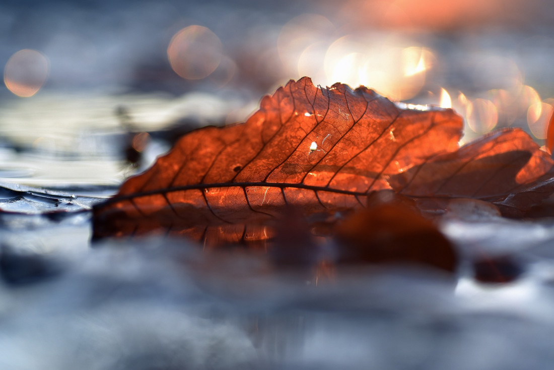 Flickr Image 1 Photo-Image