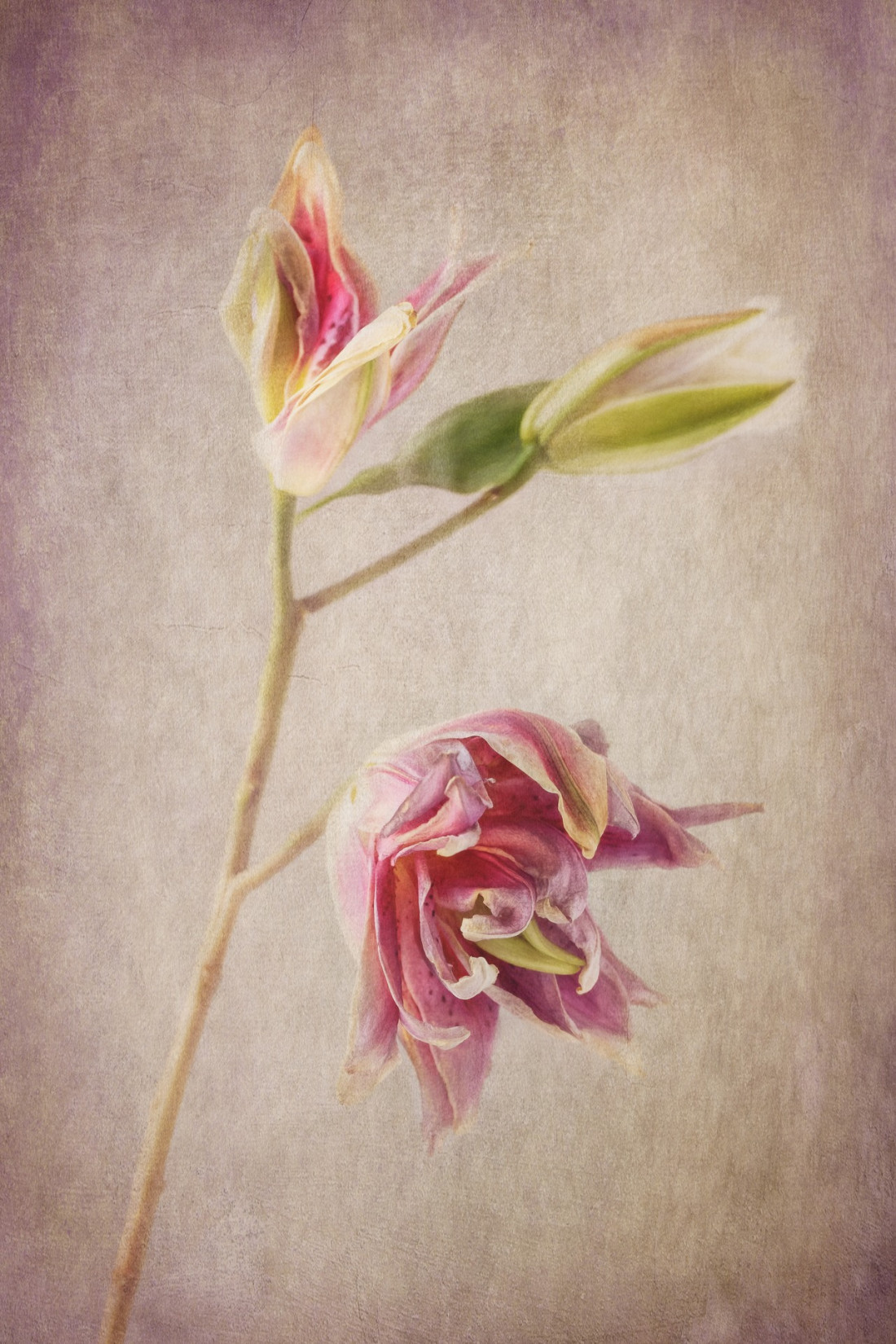 Sara Ghedina 2 Photo-Image