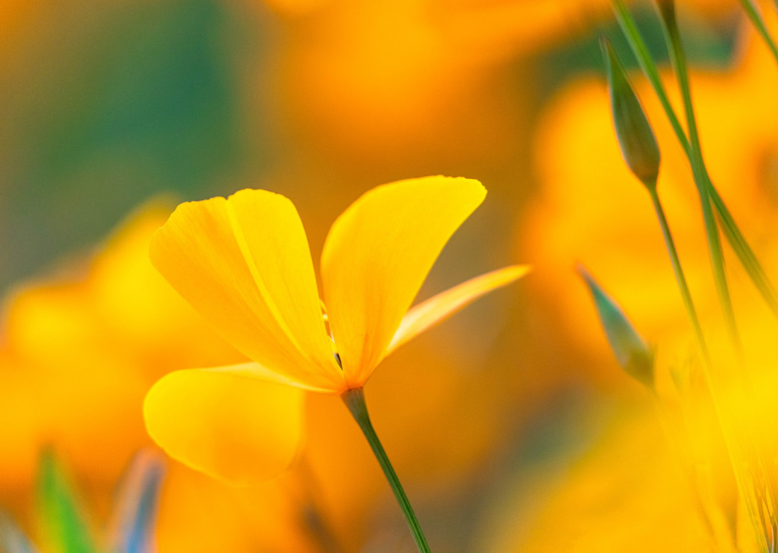 optimalfocusphotography Photo-Image