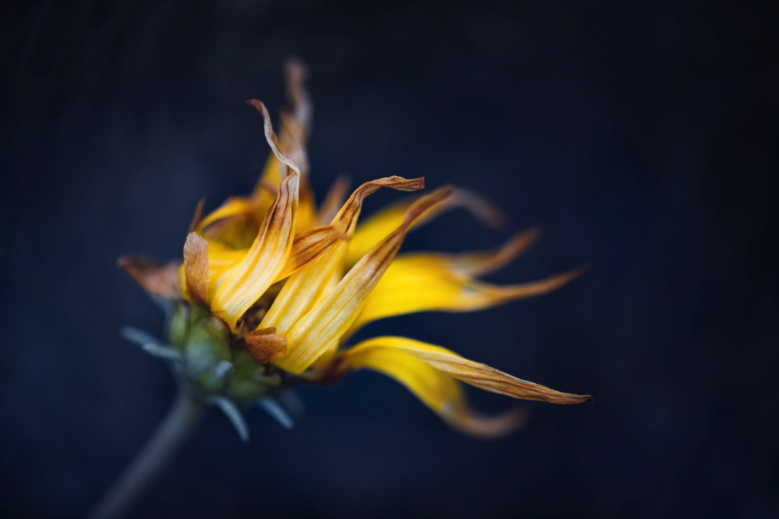 Sara Ghedina 2 Photo-Image