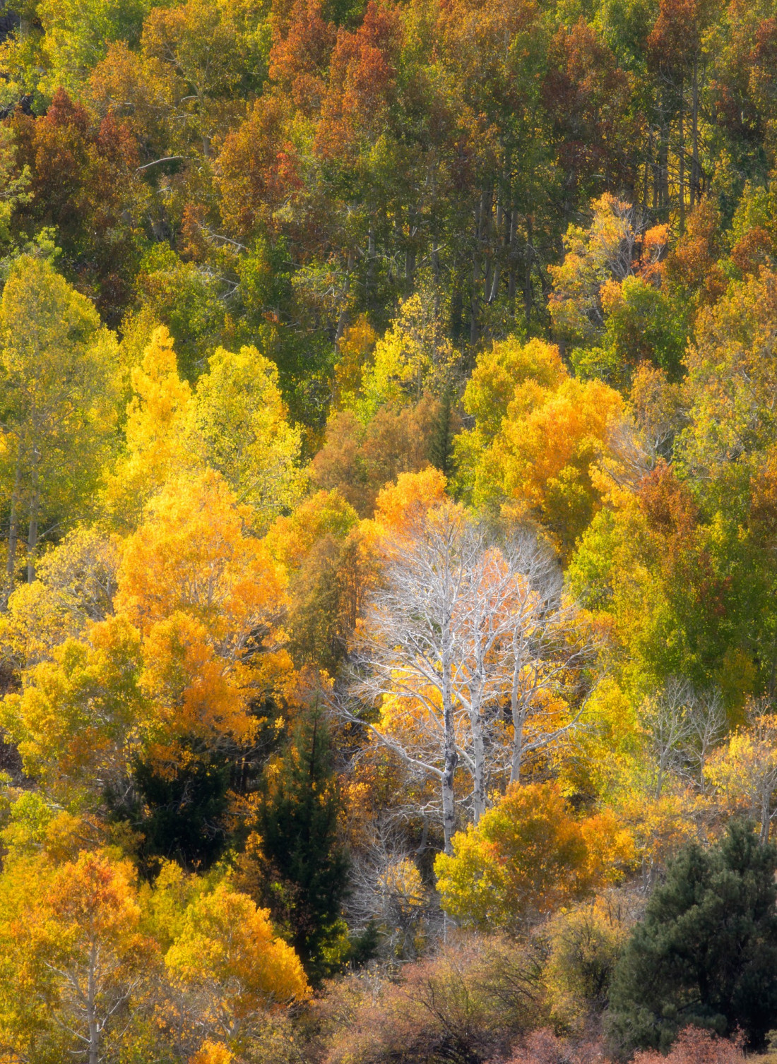 optimalfocusphotography Photo-Image