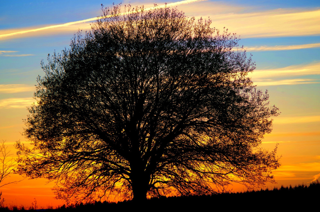 Flickr Image 1 Photo-Image