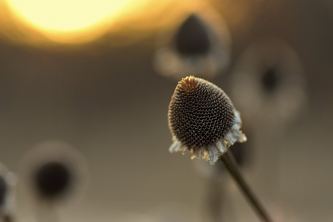 Flickr Image 1 Photo-Image