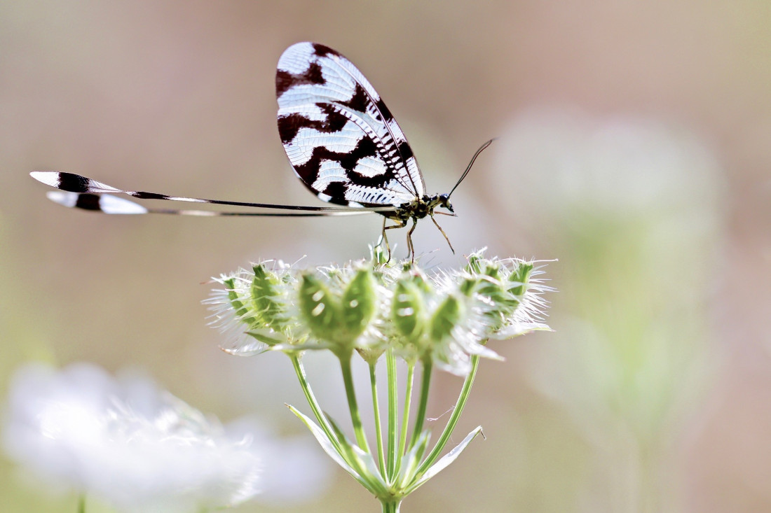 Sylvia Furrer Photo-Image