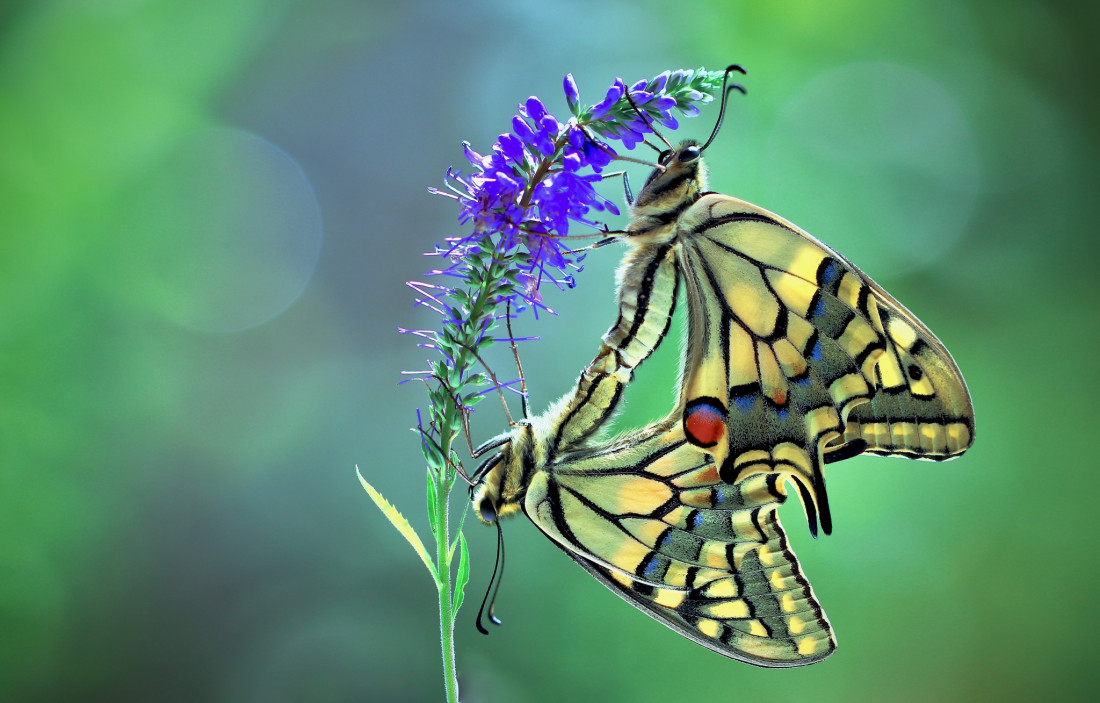 Sylvia Furrer 2 Photo-Image