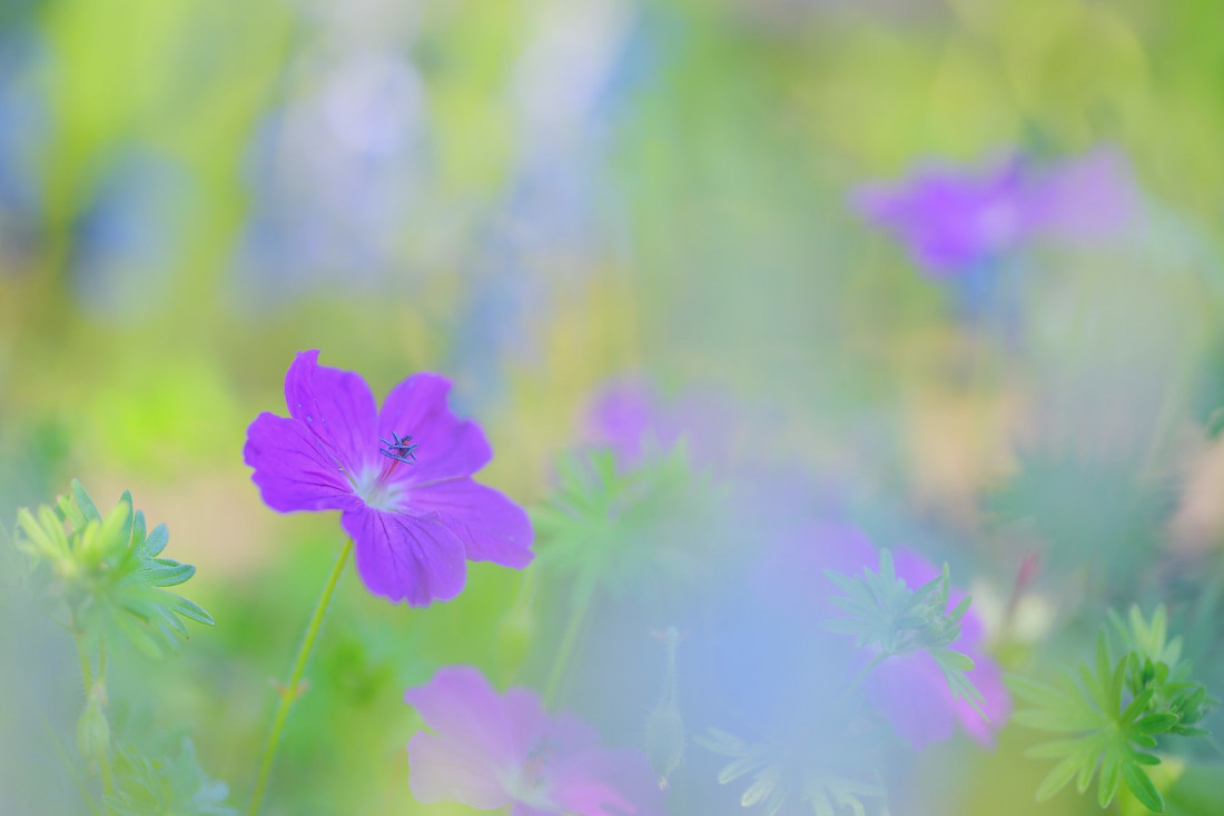 Flickr Image 1 Photo-Image