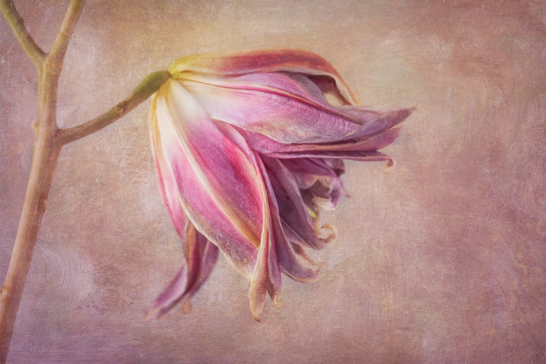 Sara Ghedina 2 Photo-Image