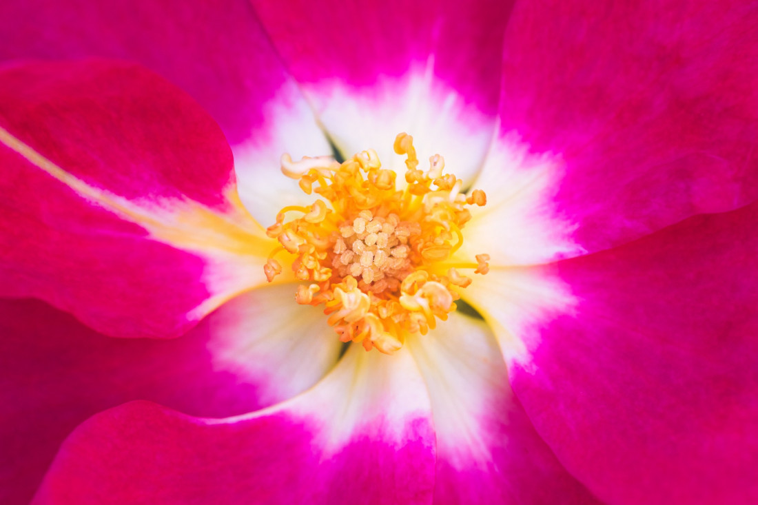 Sara Ghedina 2 Photo-Image