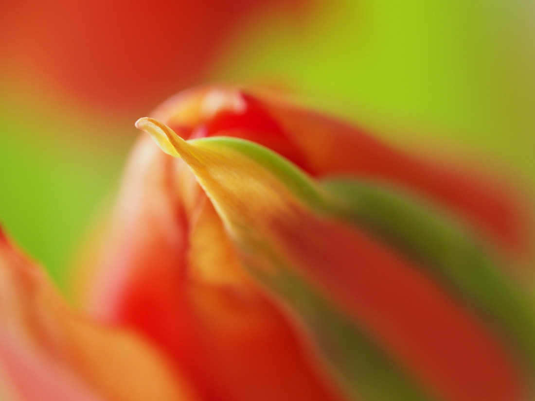 Niko Lohmann Photo-Image