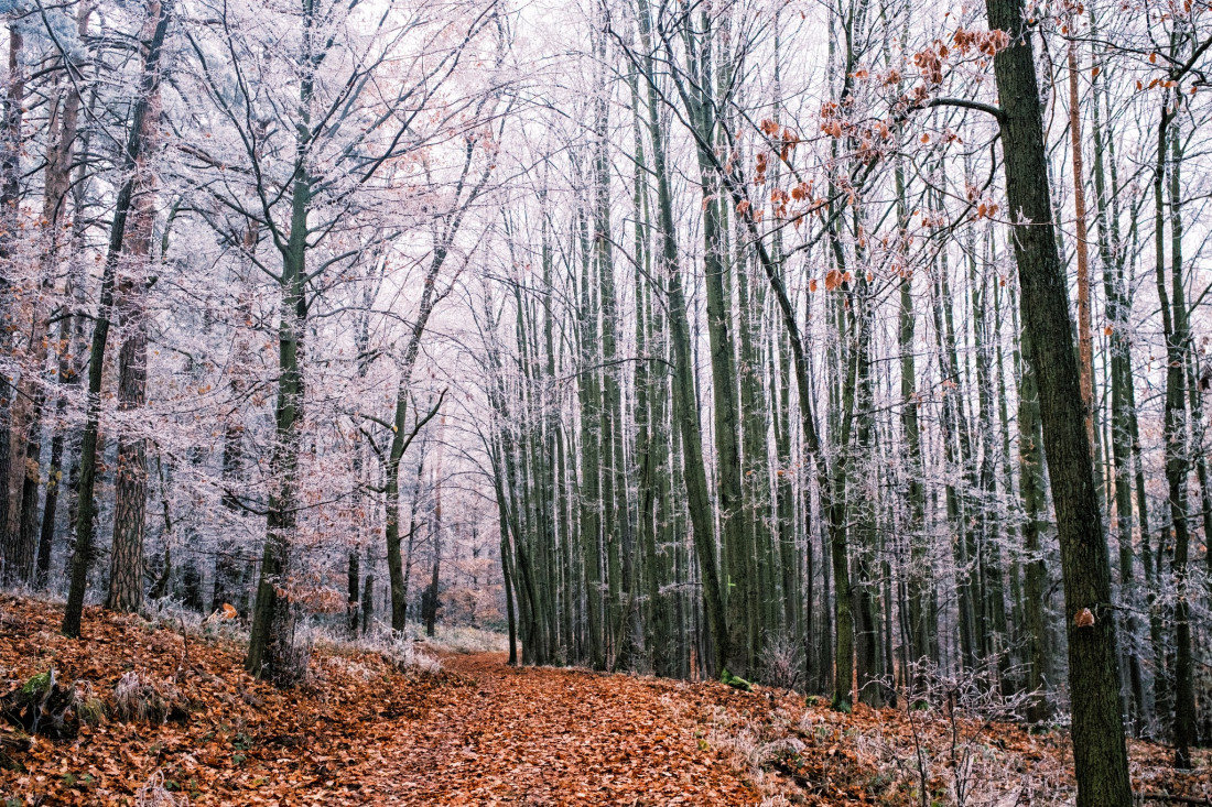 Flicker Image 4 Photo-Image