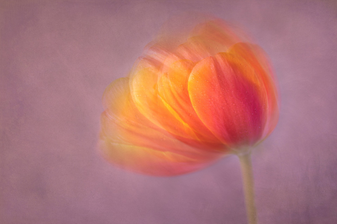 Sara Ghedina 2 Photo-Image