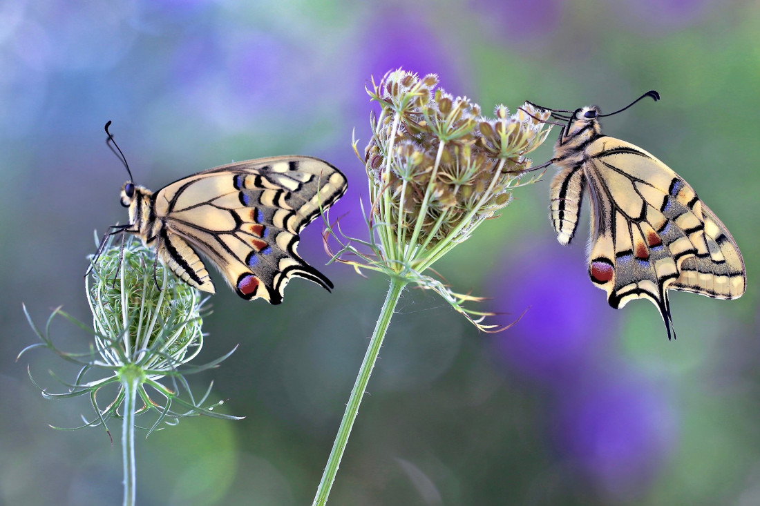 Sylvia Furrer Photo-Image