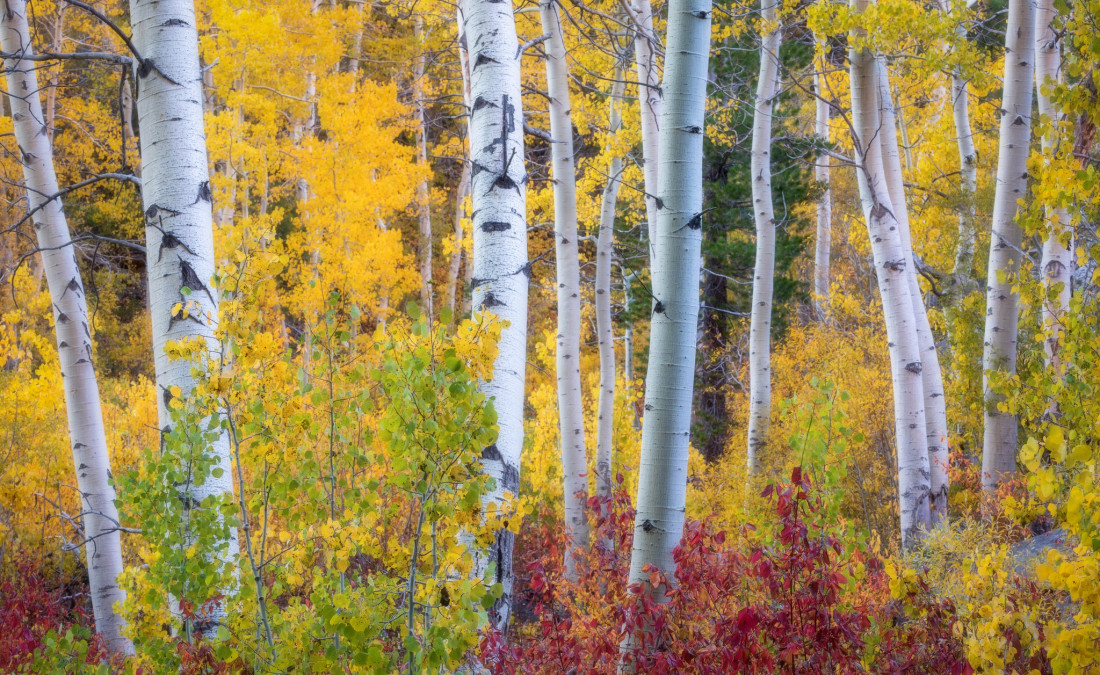 optimalfocusphotography Photo-Image