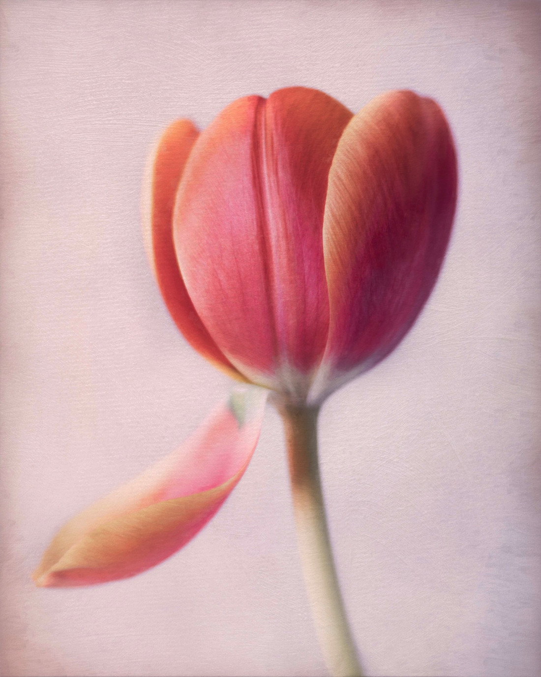 Sara Ghedina 2 Photo-Image