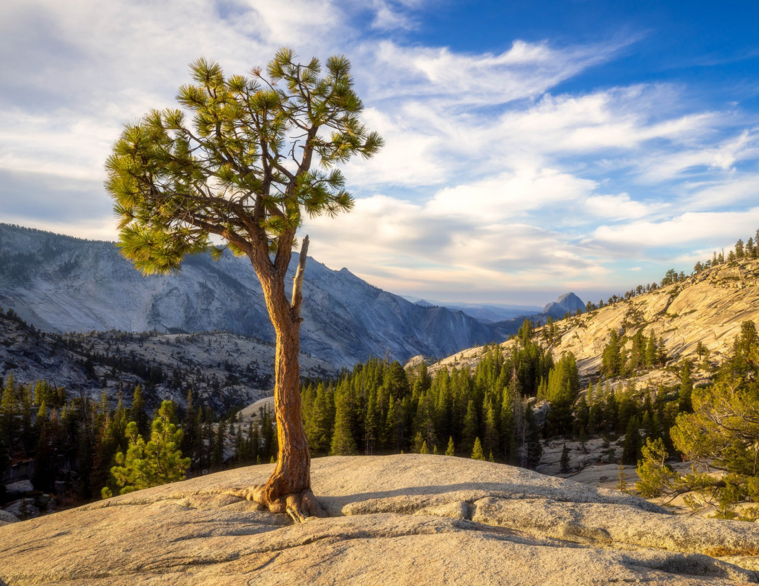 optimalfocusphotography Photo-Image