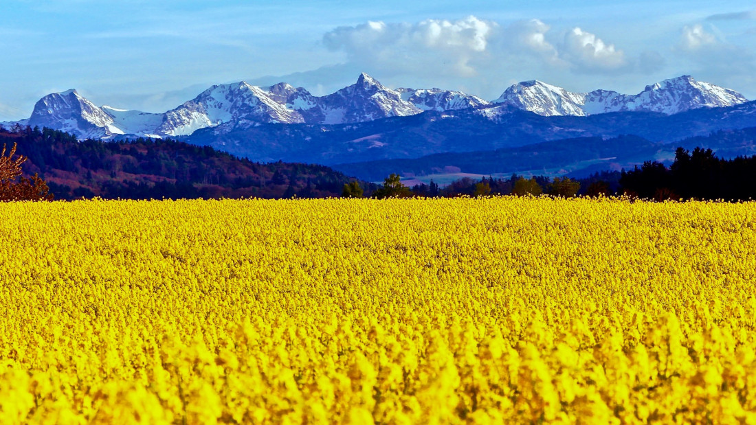 Sylvia Furrer Photo-Image