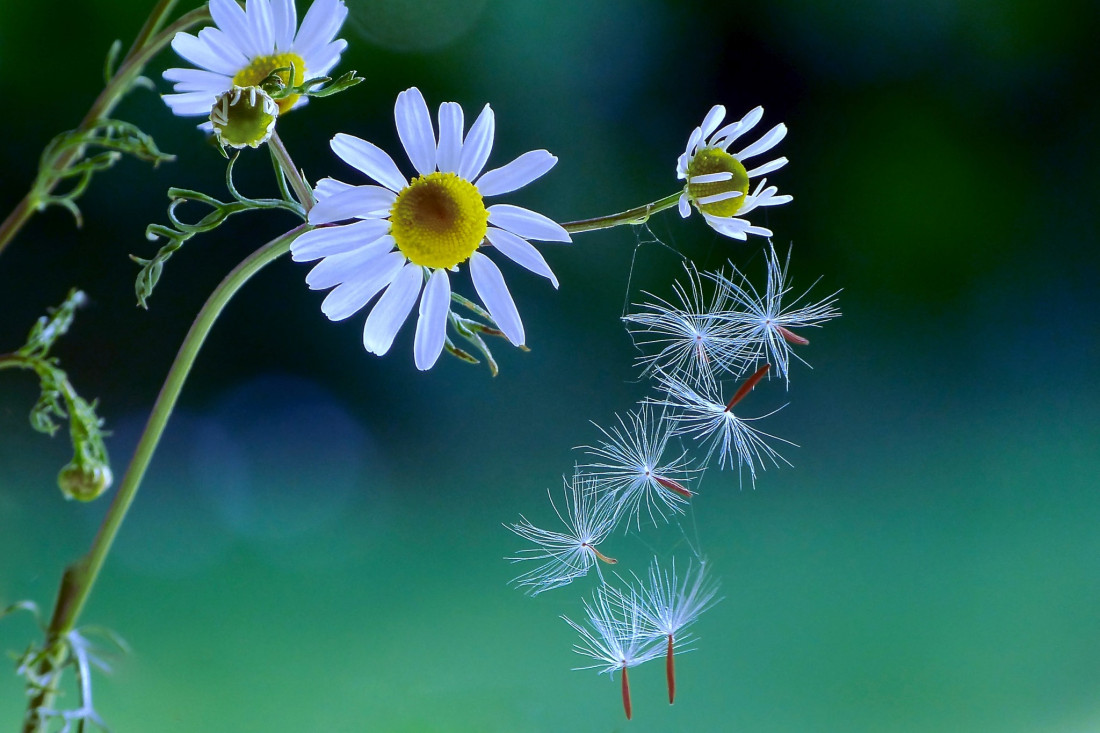 Sylvia Furrer Photo-Image