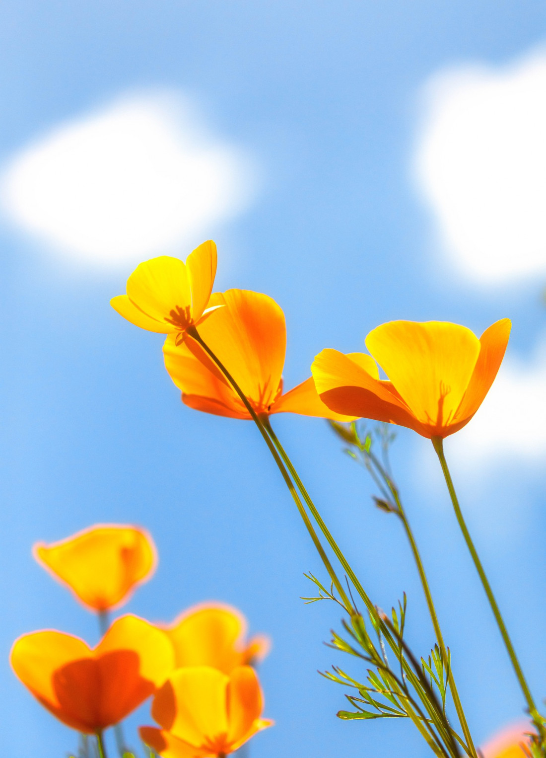 optimalfocusphotography Photo-Image