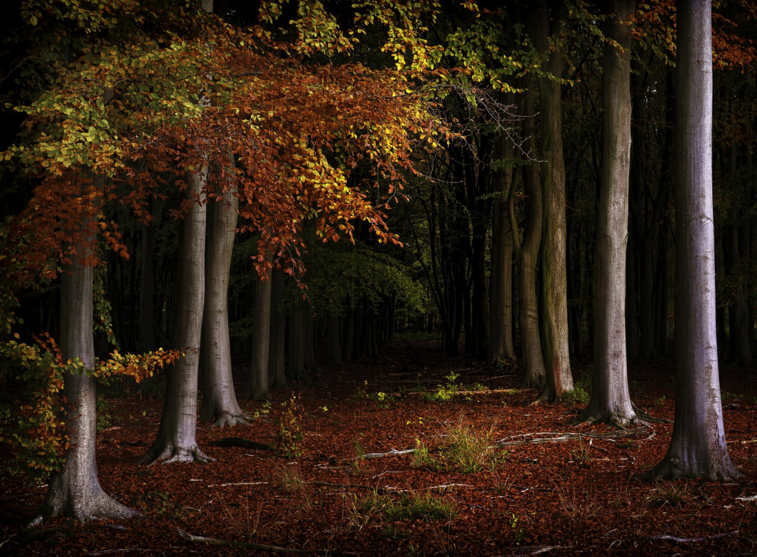 Paul Benns Photo-Image