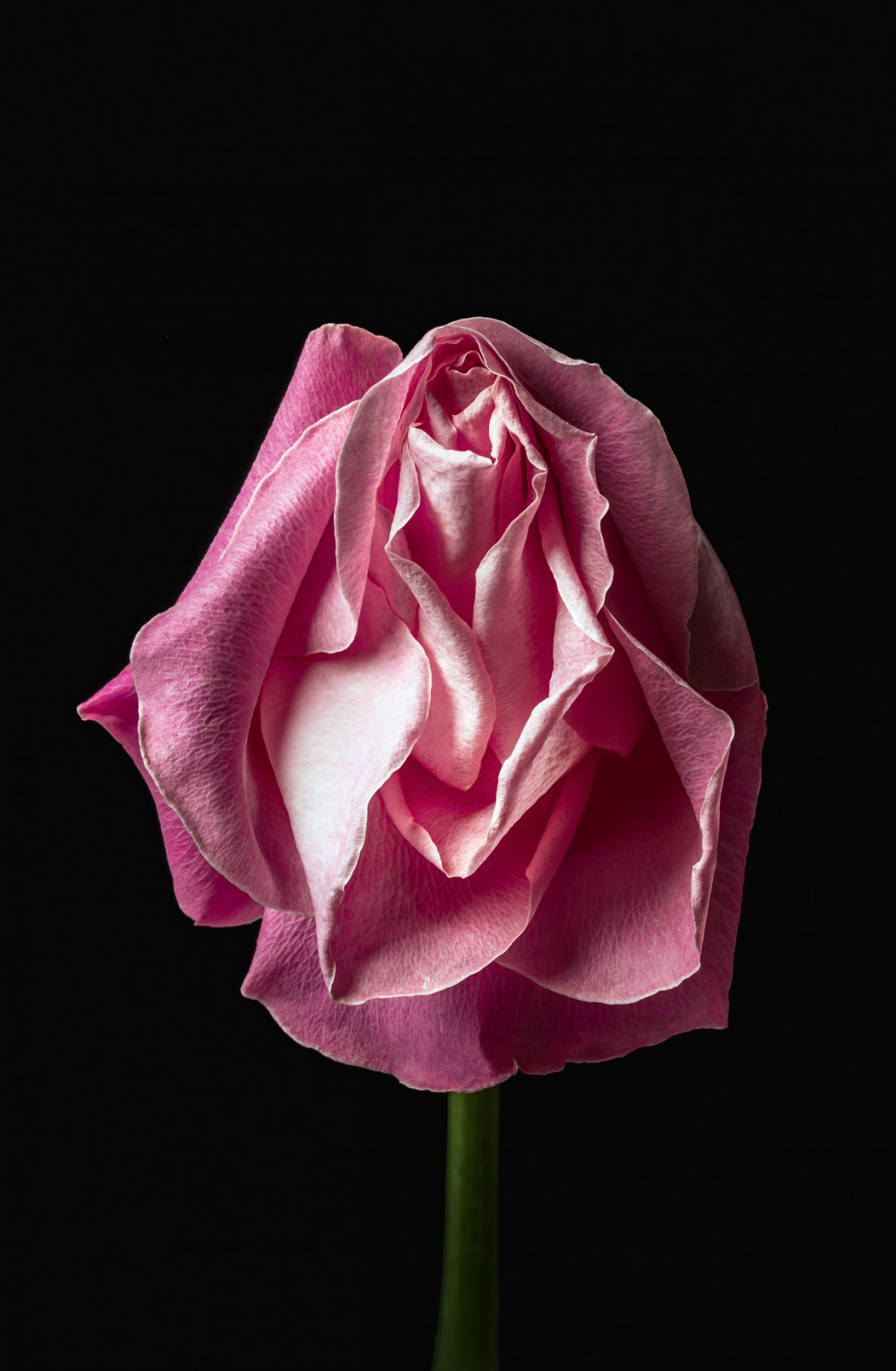 Sara Ghedina 2 Photo-Image