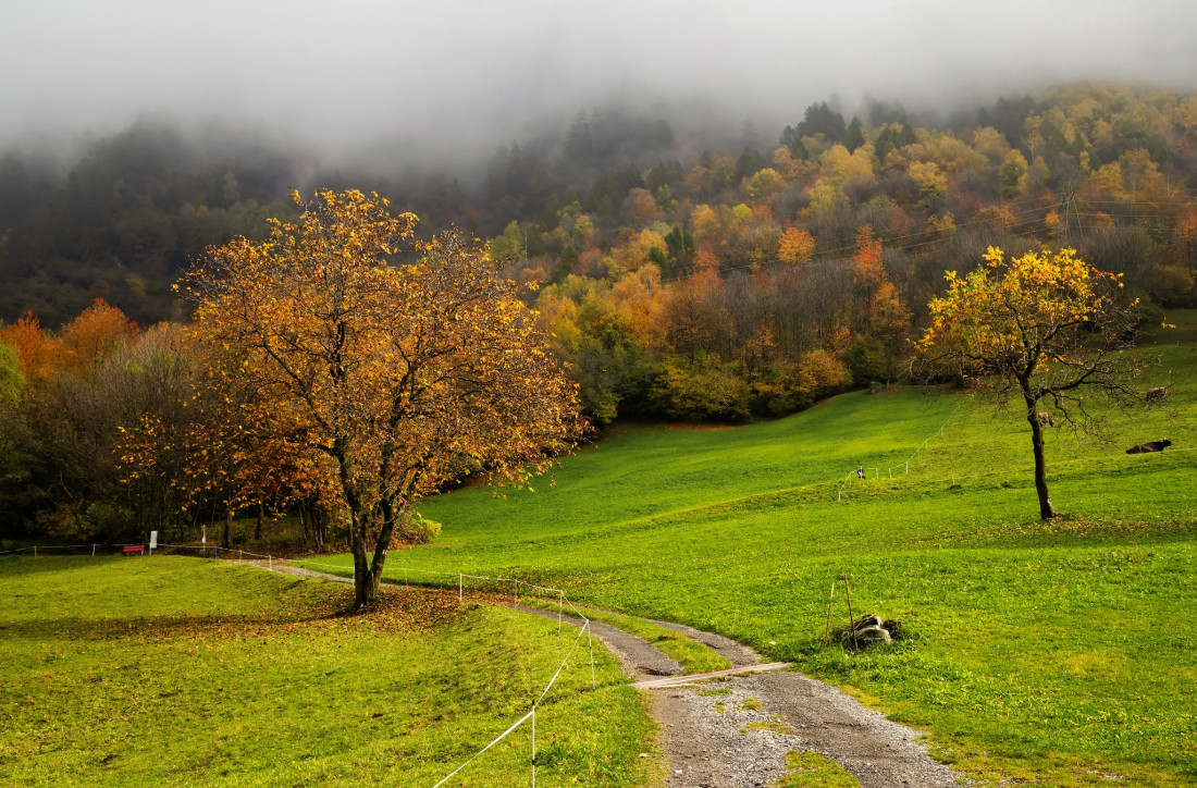 Alex Polli Photo-Image