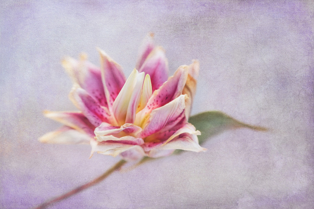 Sara Ghedina 2 Photo-Image