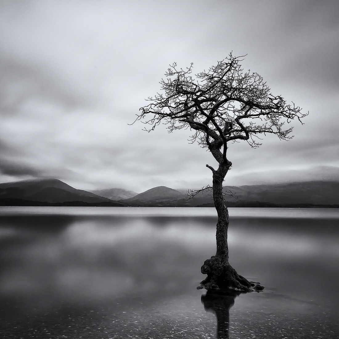 Under The Sign Of The White Rose Photo-Image
