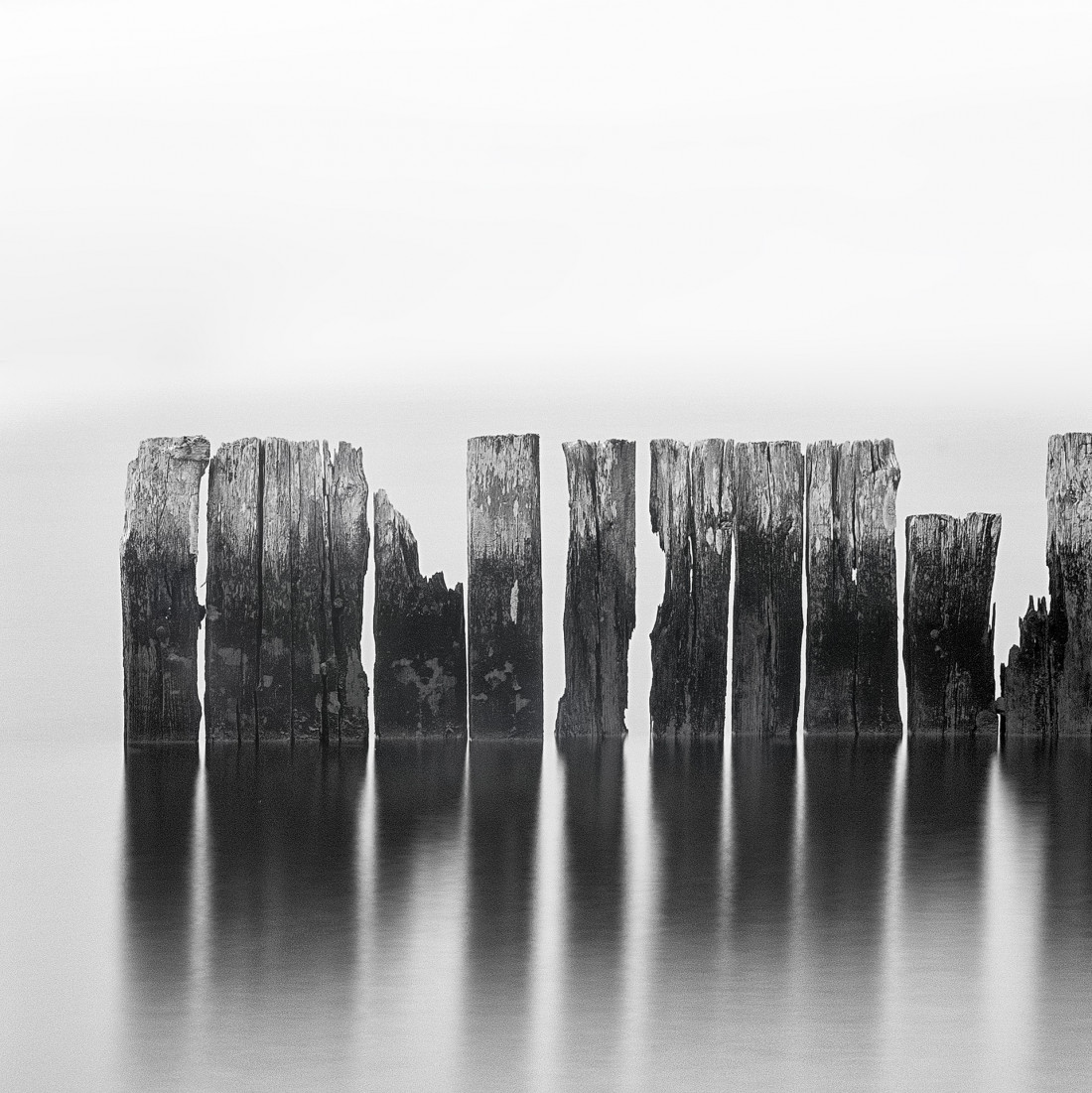 Under The Sign Of The White Rose Photo-Image