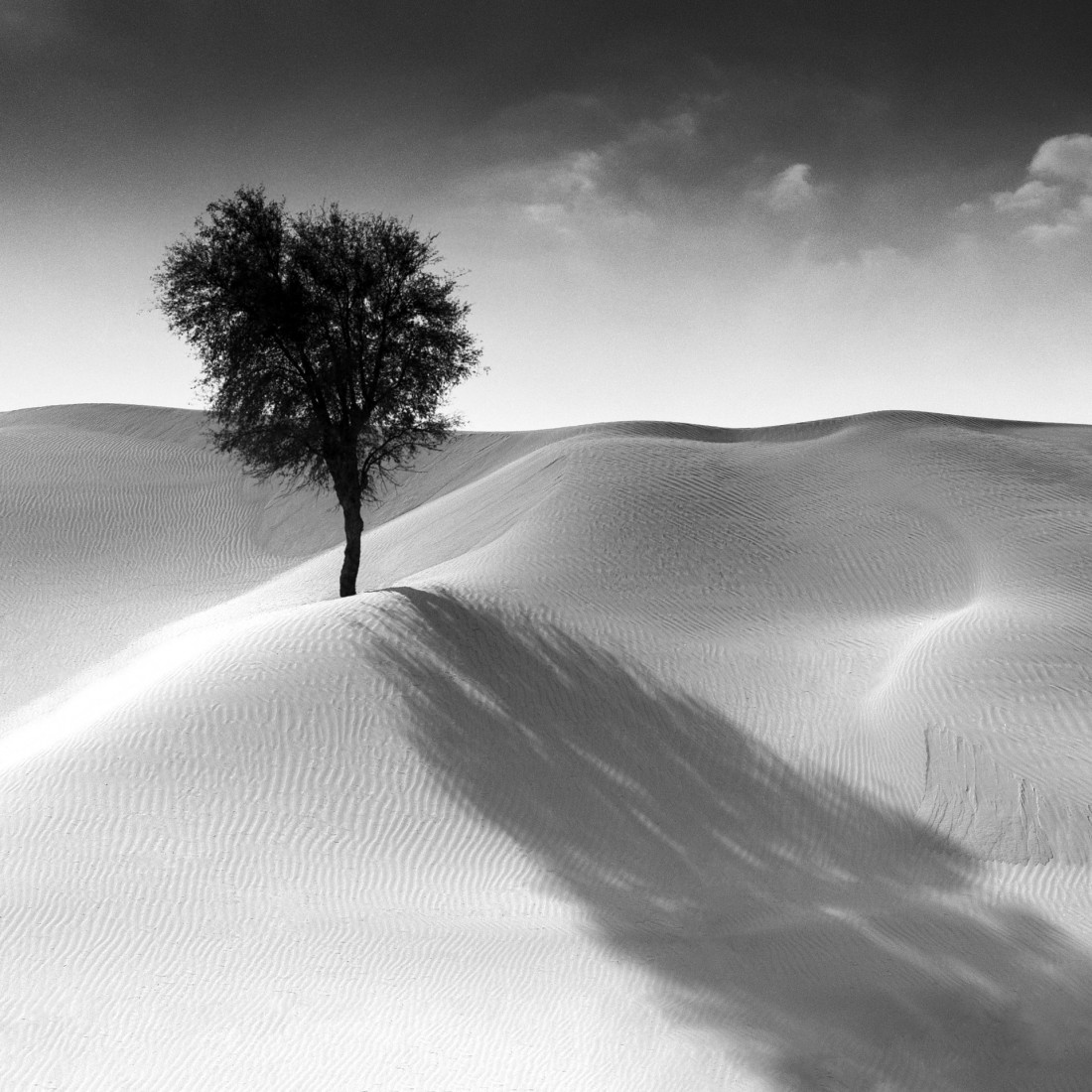 Under The Sign Of The White Rose Photo-Image