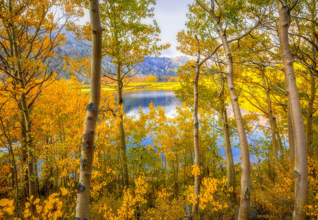 optimalfocusphotography Photo-Image