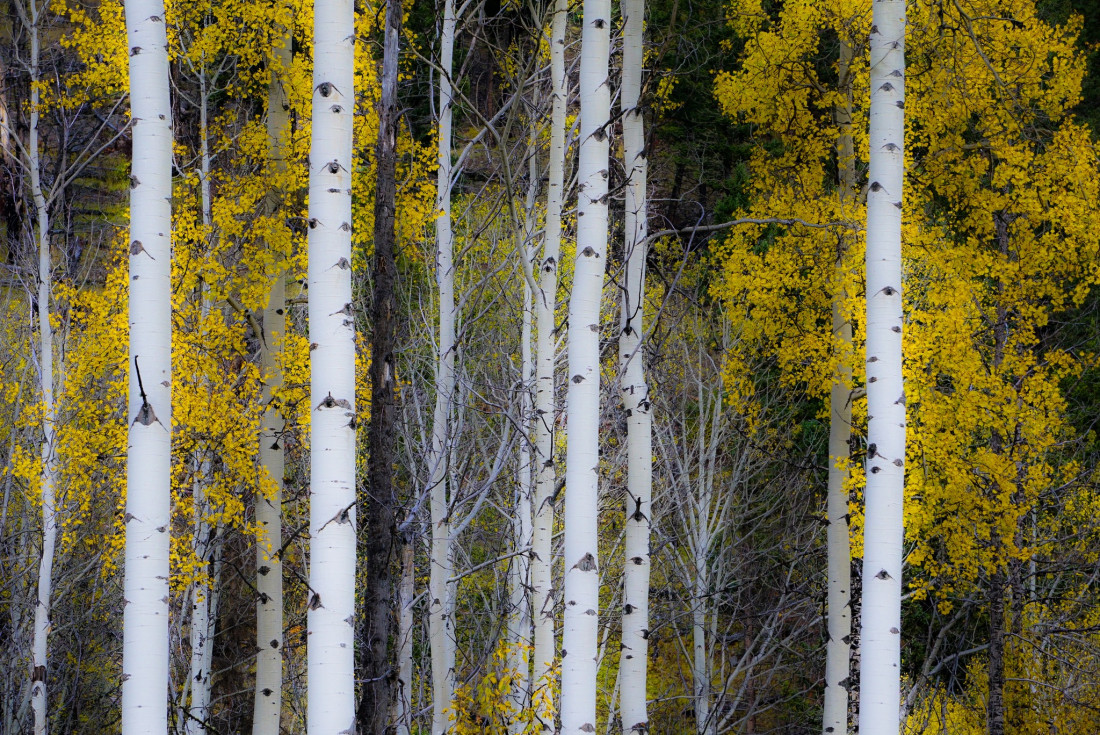 Flicker Image 4 Photo-Image