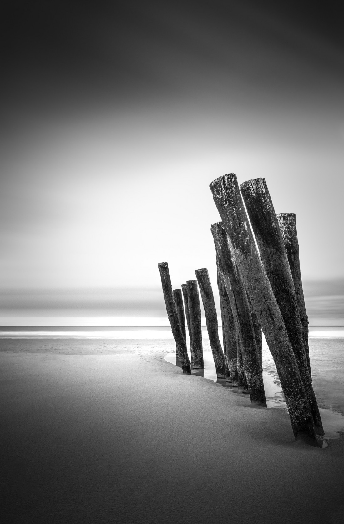 Under The Sign Of The White Rose Photo-Image