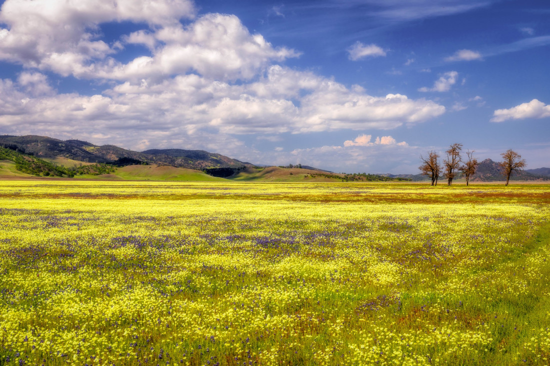 optimalfocusphotography Photo-Image