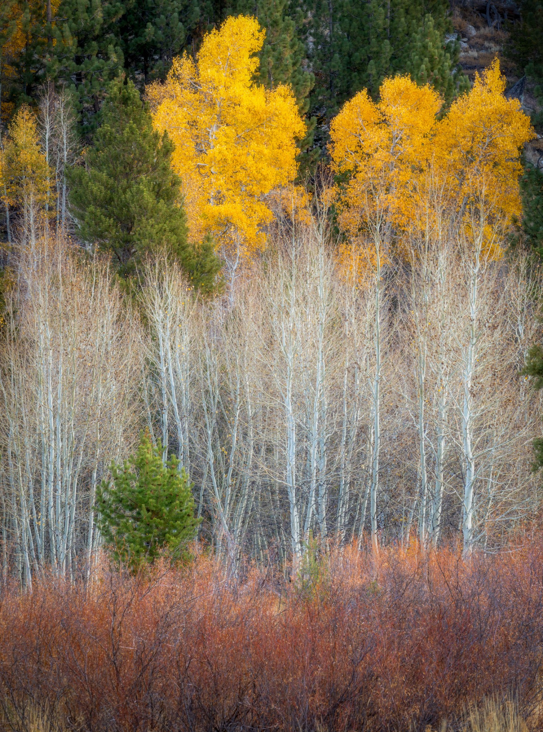 optimalfocusphotography Photo-Image