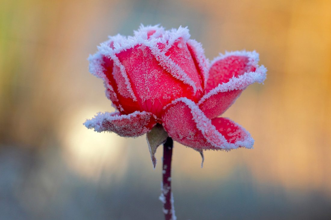 Sylvia Furrer Photo-Image